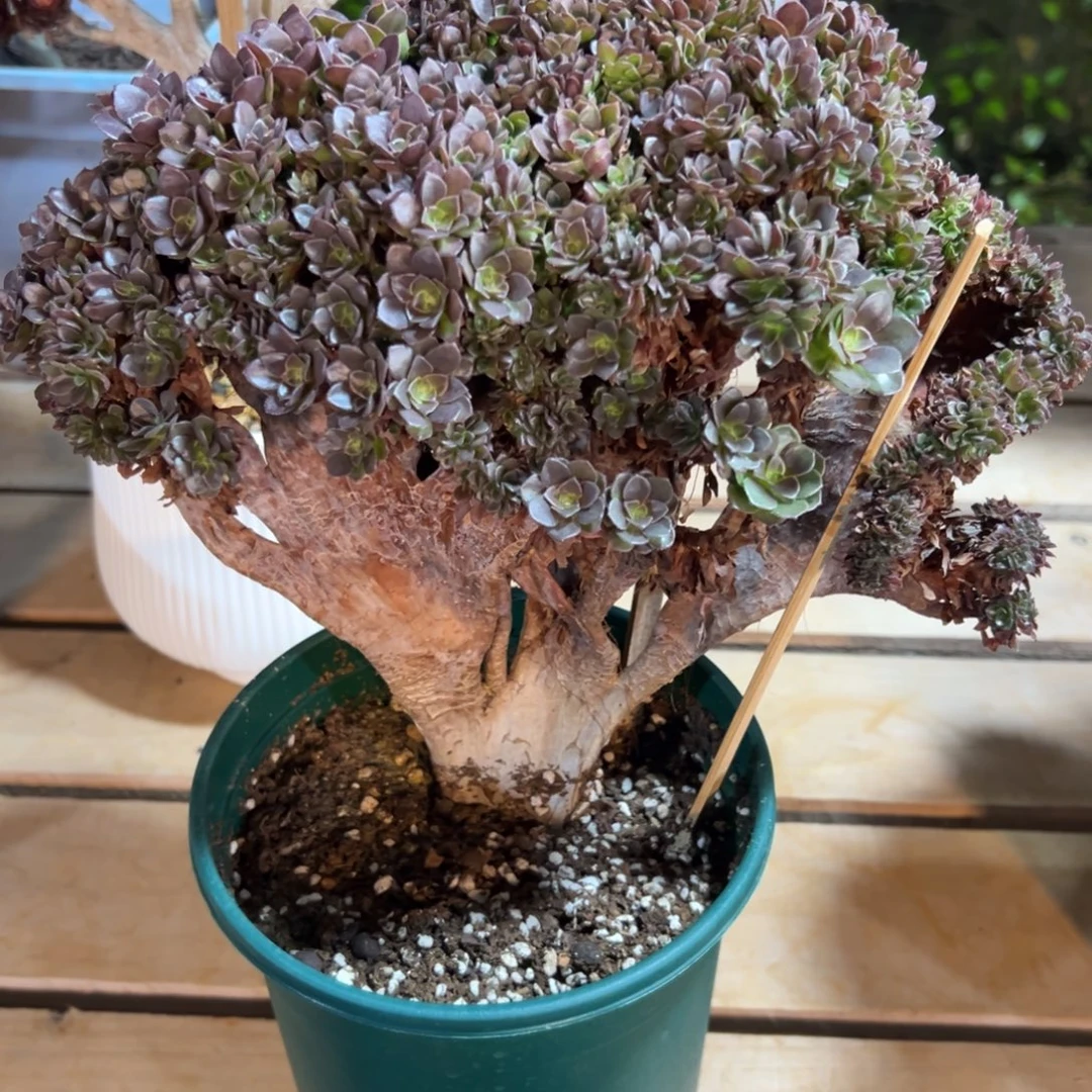 万圣节全朵朵老桩厚板