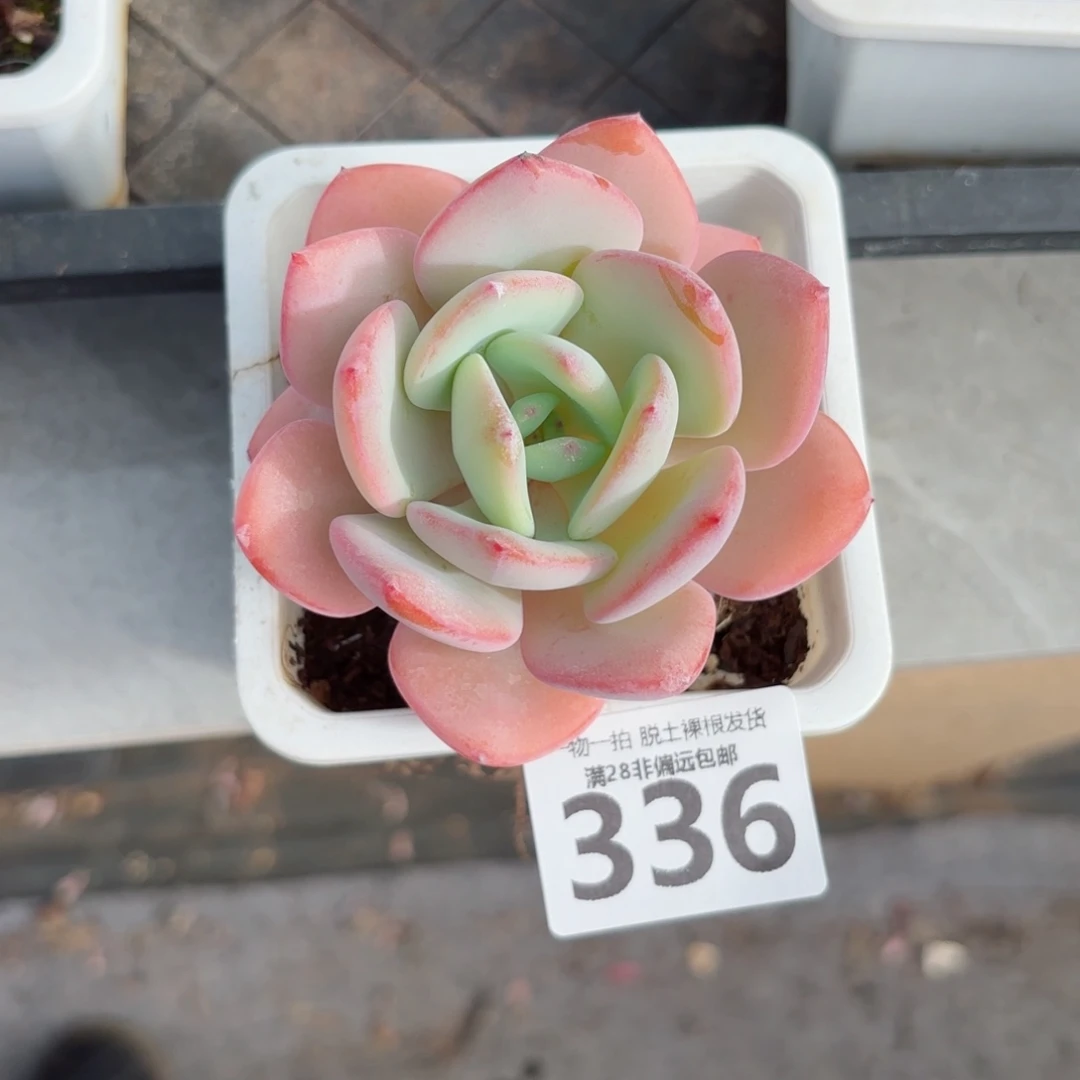 白月光无盆土发货