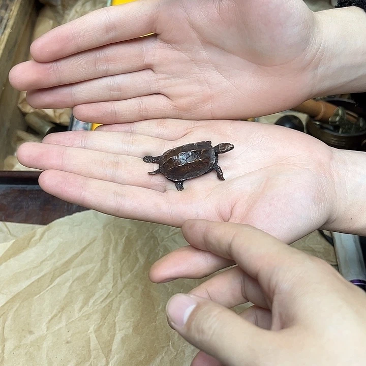 大叶紫檀（黑酸枝木类）