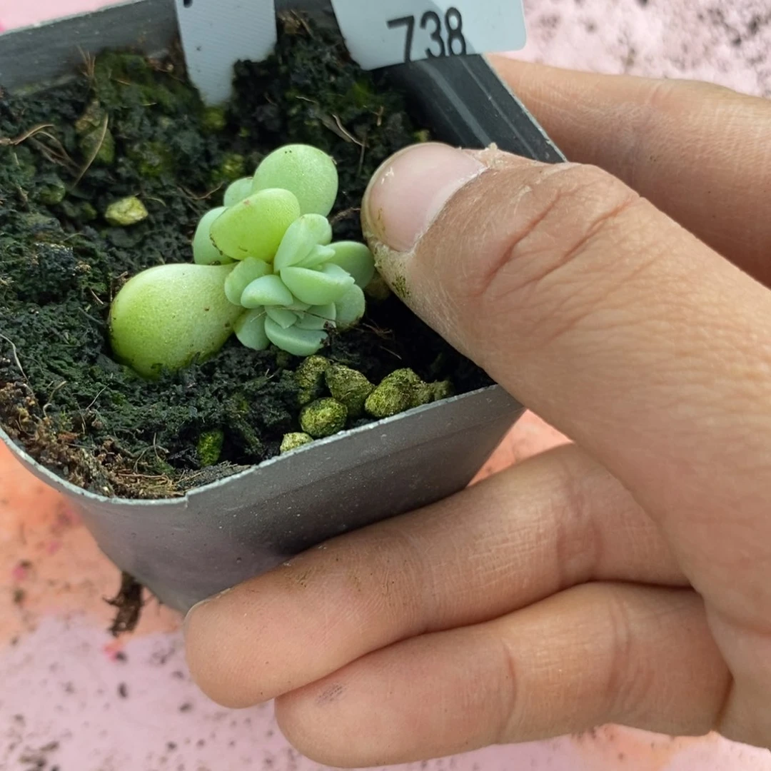 标签738倾城珍妮一个多肉