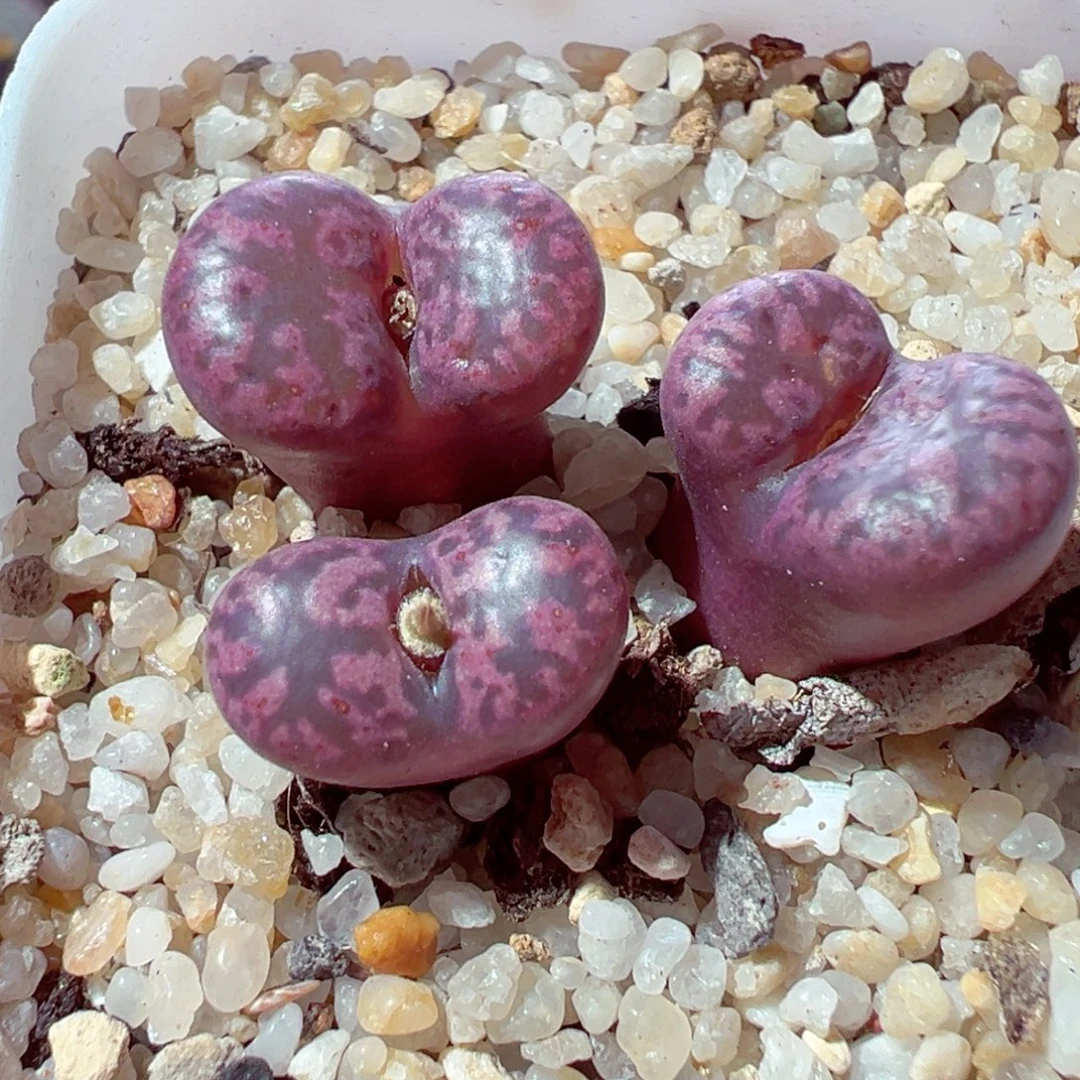 1114-673多肉多肉紫鸟