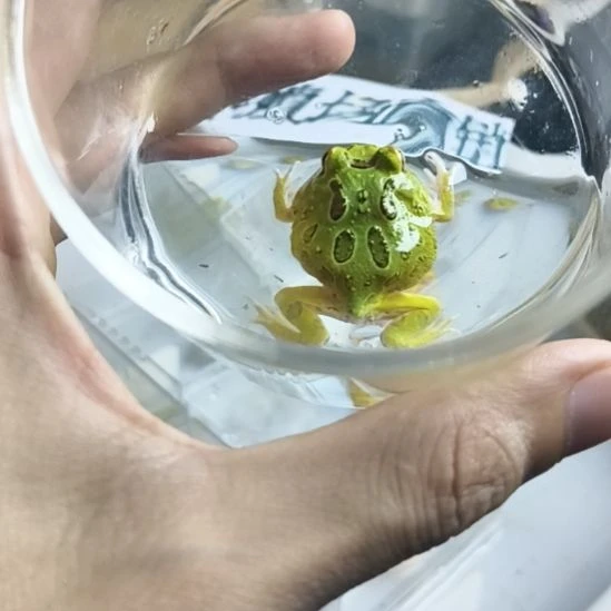 角蛙角蛙啊啊啊啊啊