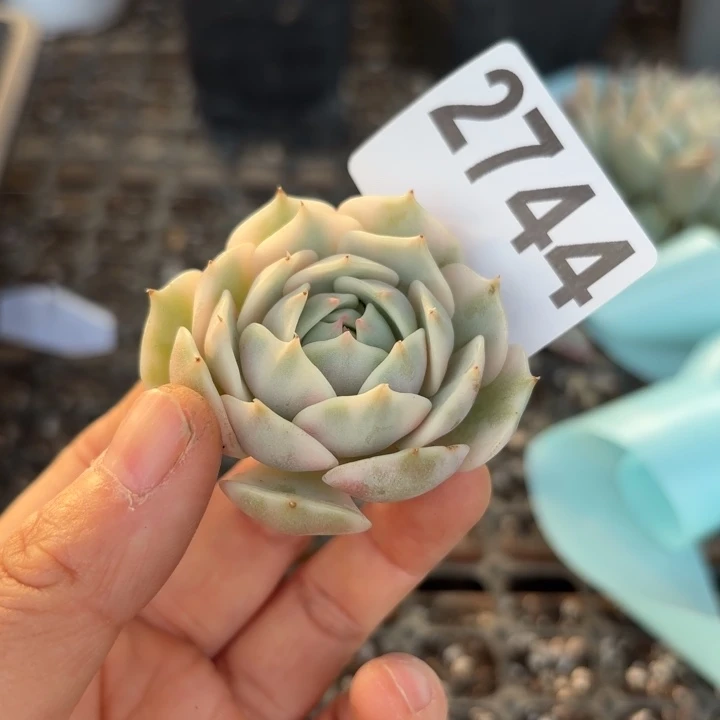 头盖锦无根多肉植物满18包邮