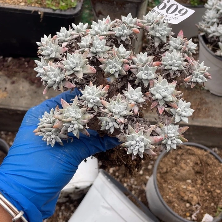 609号白菊多肉植物有干疤