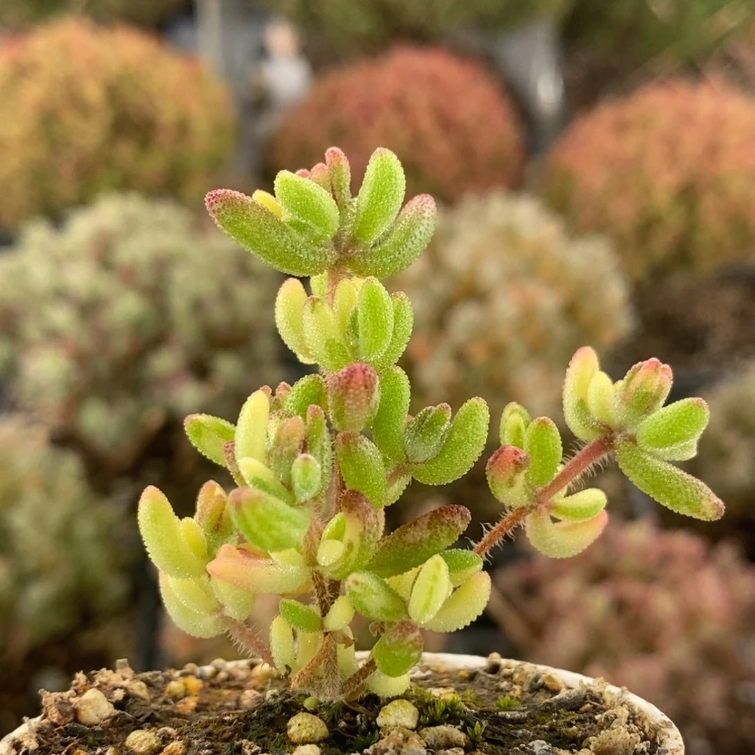 红宝石锦7969枝干番杏