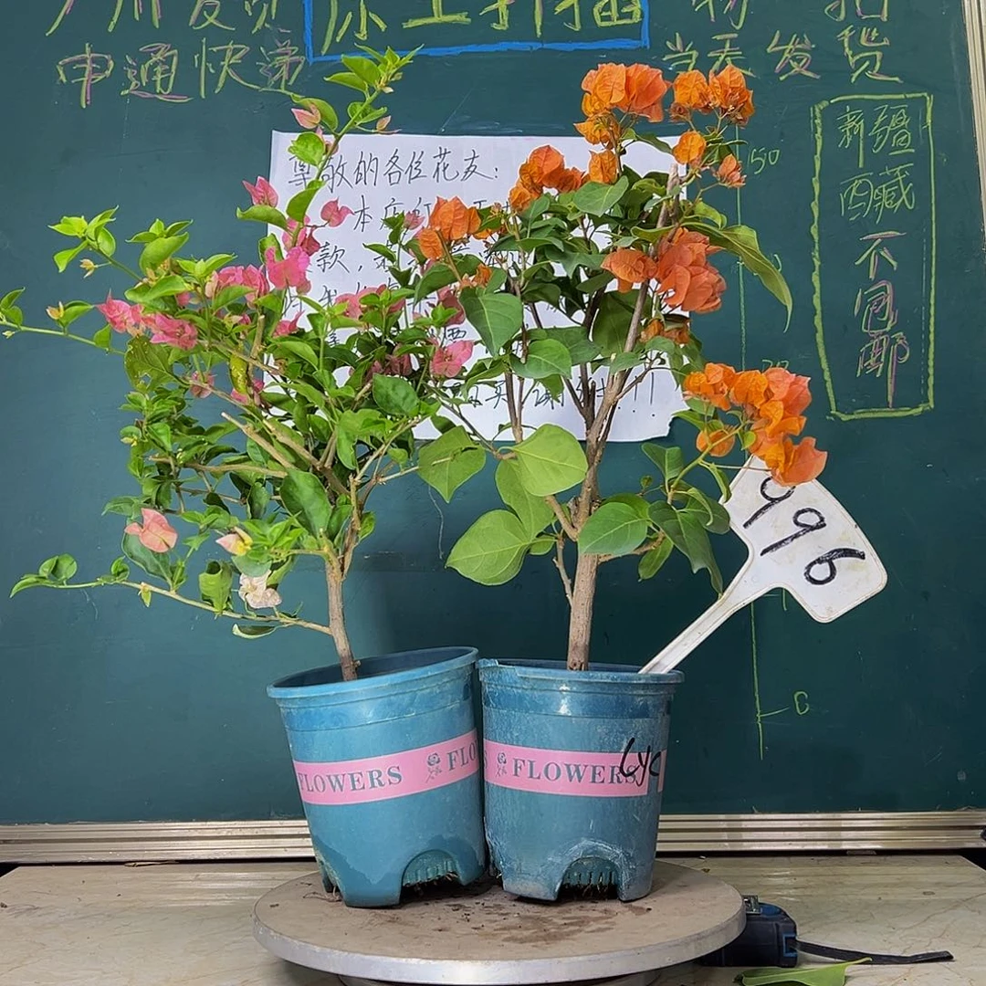 当前无花栽培后可以开花开播 绿叶米罗 绿叶橙 996