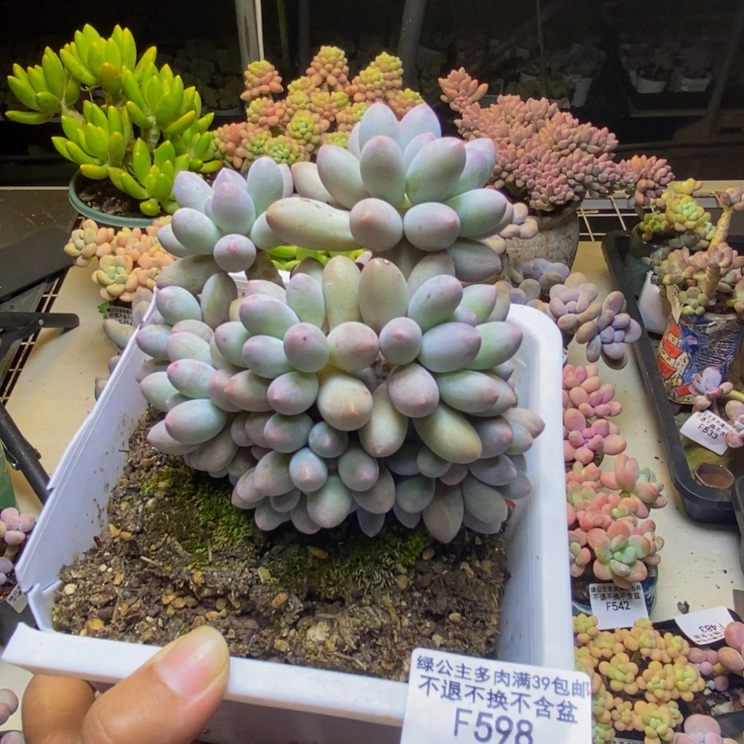 598丸叶汤圆多肉10cm