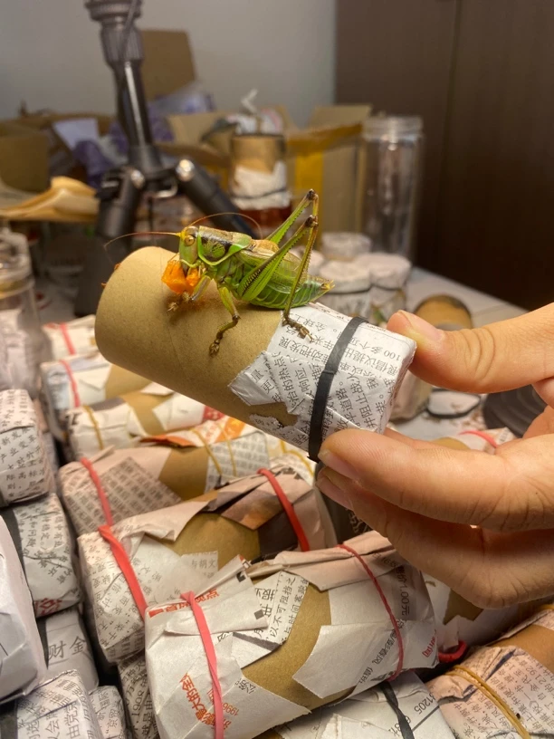 精品胶东绿蝈蝈一只