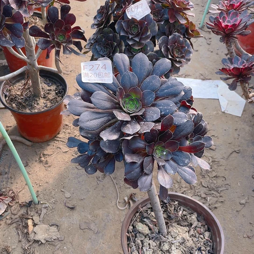 274原叶酒杯多肉法师