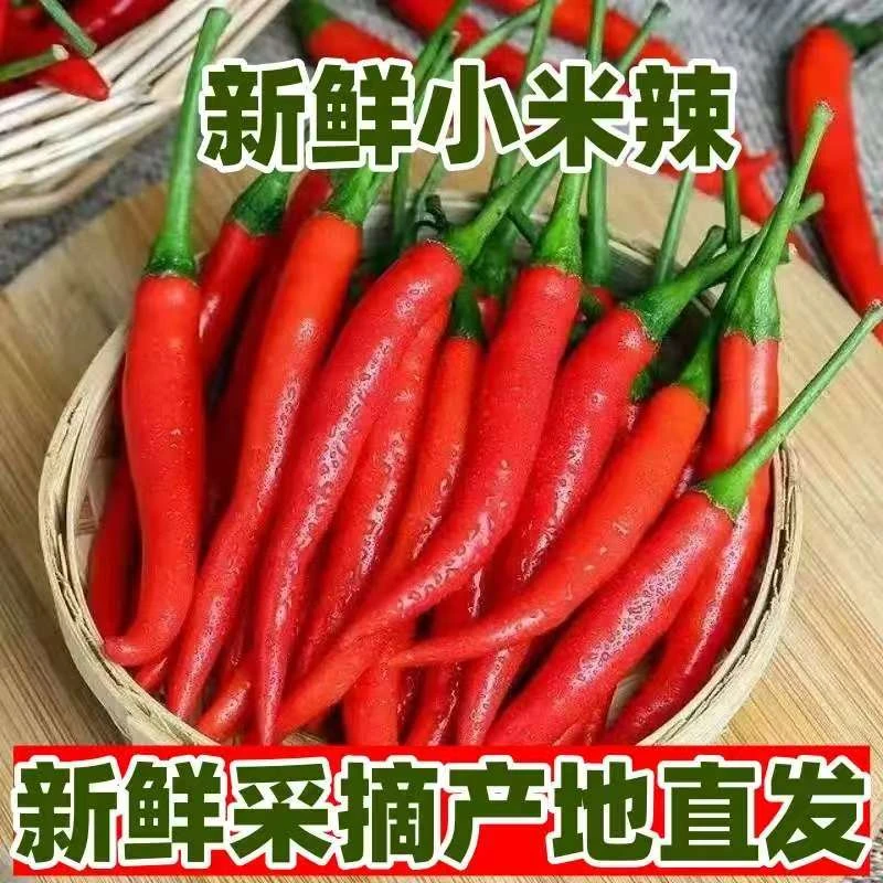 小米辣 新鲜采摘特辣小米椒现摘现发可做泡椒剁椒