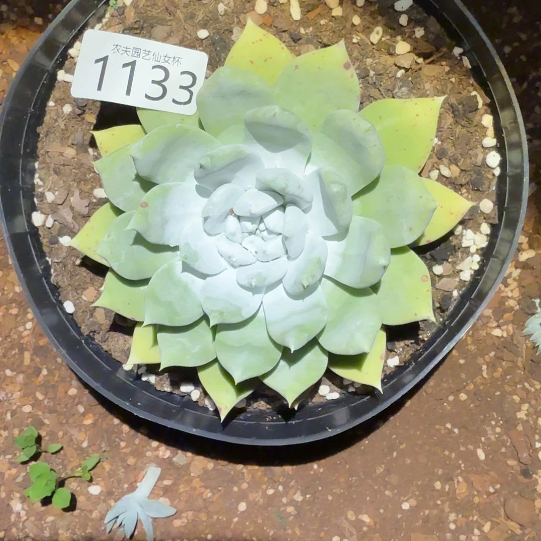 赛琳娜仙女杯多肉福利