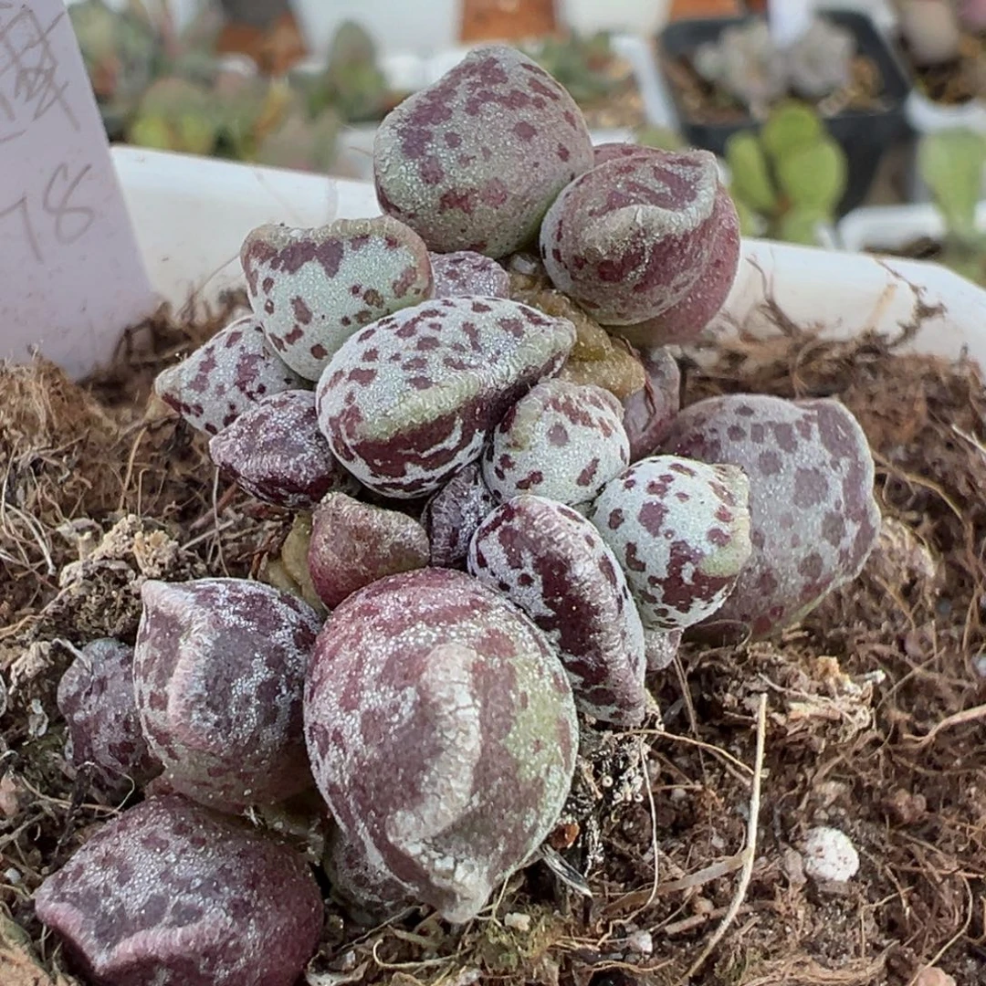 猫脸达摩多头纯木质桩多肉植物