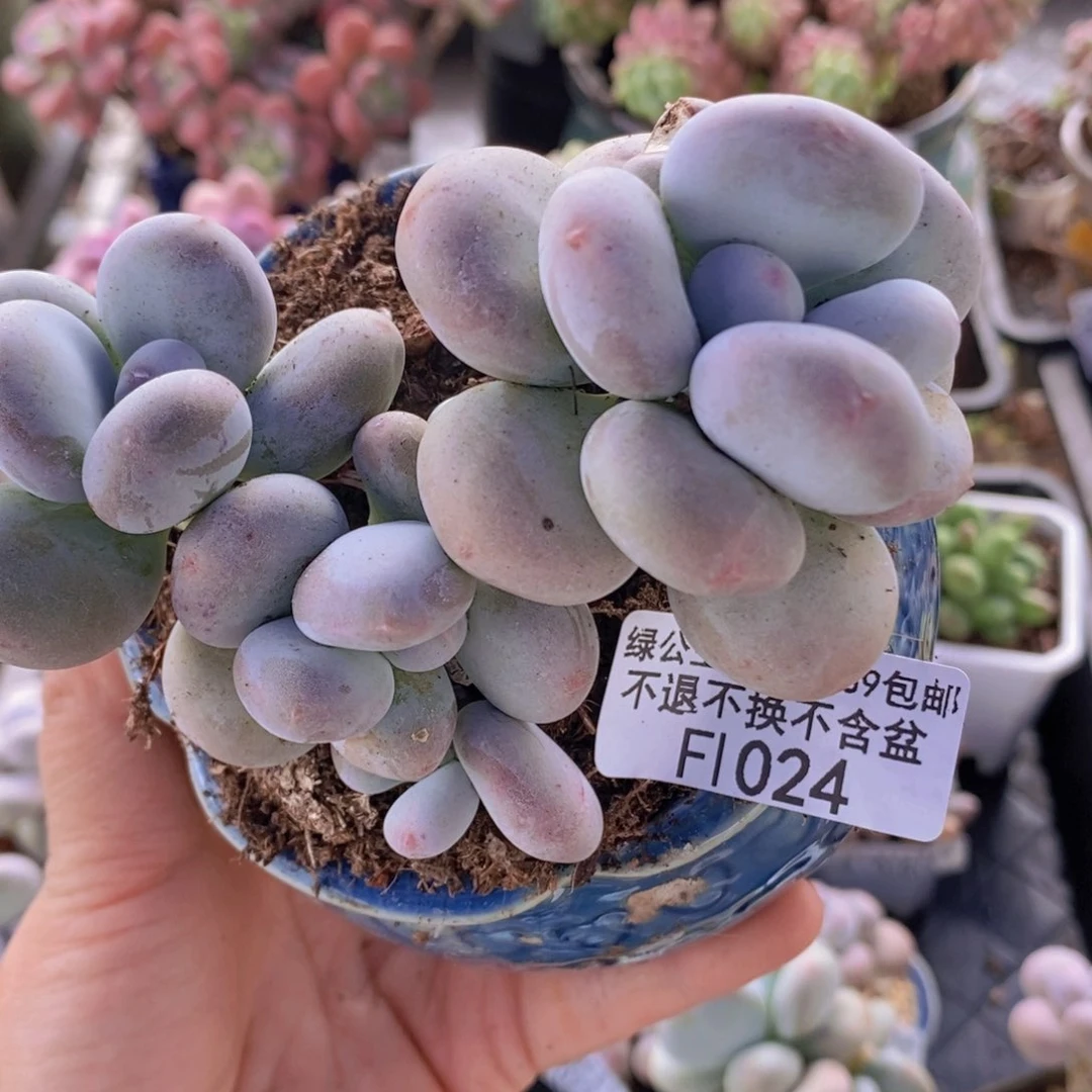 月*儿黄金大叶奶9cm1024多肉植物