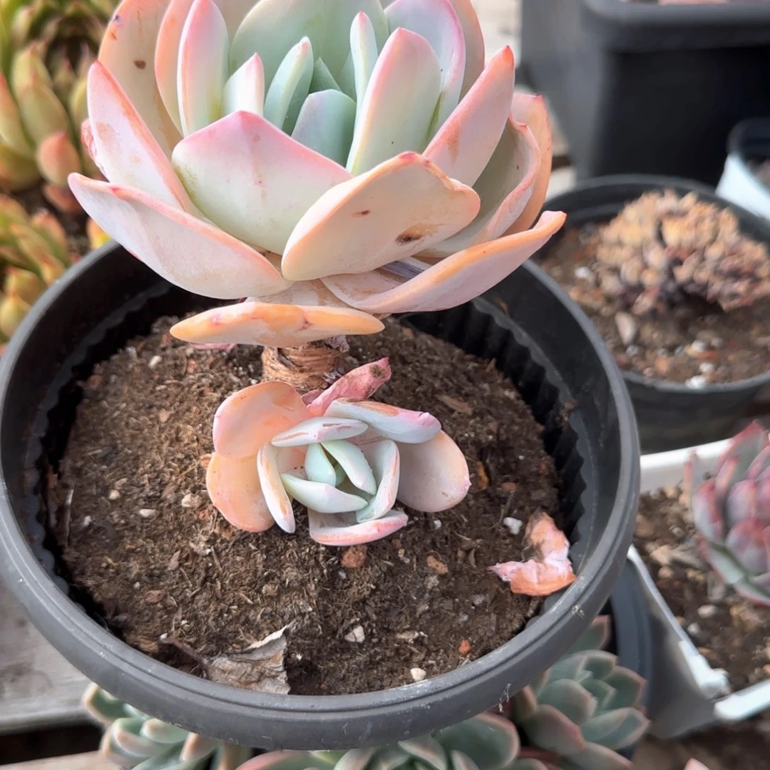 多肉植物多肉植物