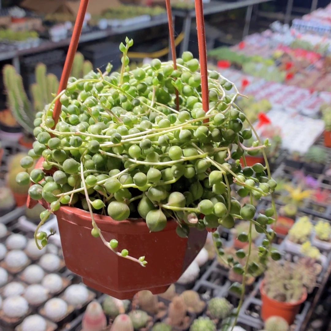 吊兰佛珠多肉9.9包邮发货