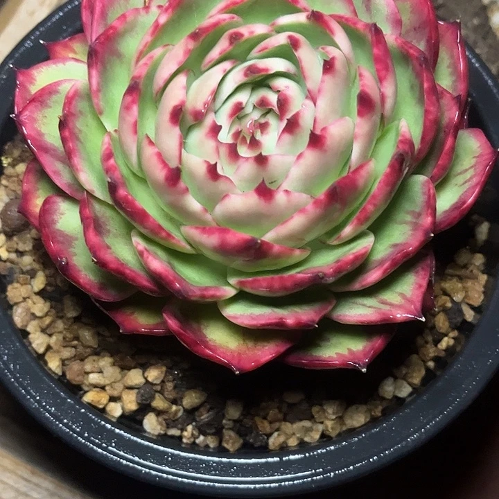 惊鸿仙子多肉植物8807