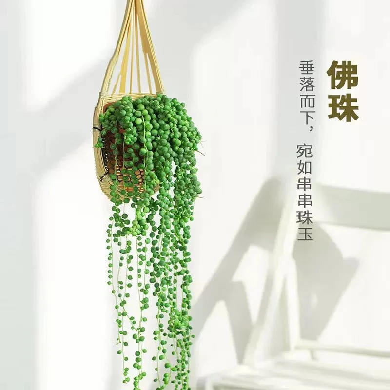佛珠吊兰盆栽情人泪多肉植物爱之蔓长藤垂吊好养办公室内阳台绿植