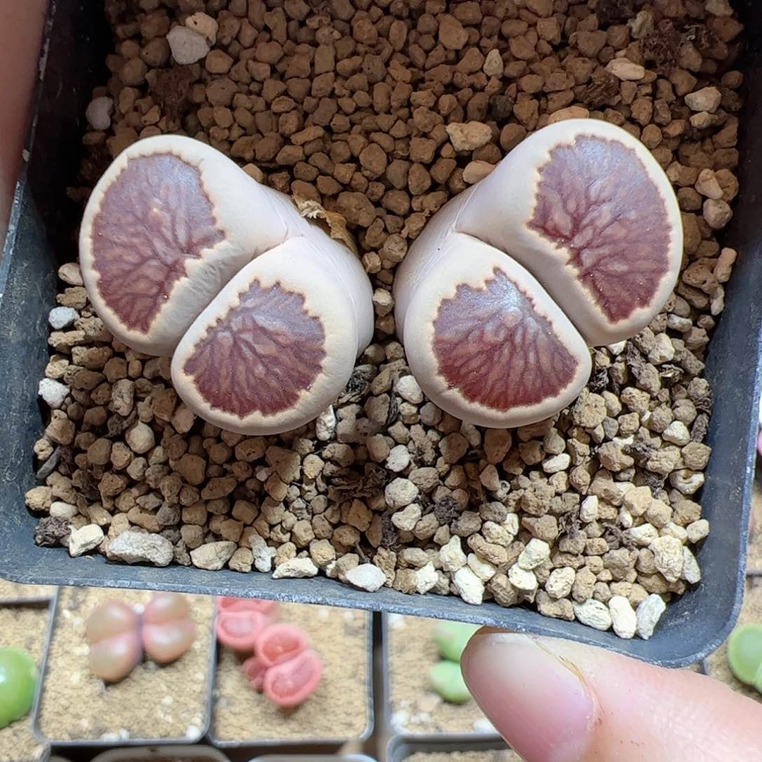 【闪购商品】352 菊