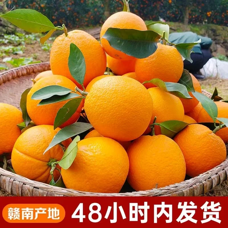 正宗赣南脐橙果甜多汁新鲜纽荷尔现摘当季大果水果手剥榨汁甜橙
