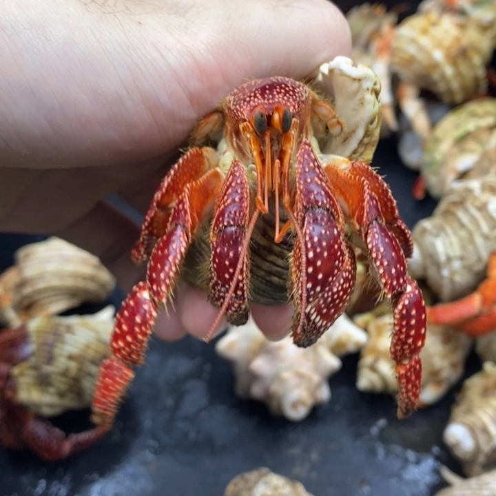 3.6口车厘子斐济草莓