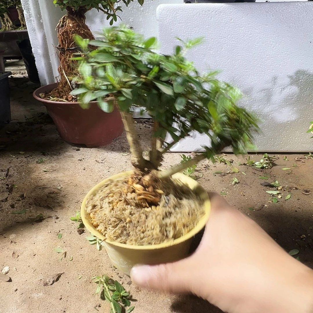 无花朵日光杜鹃花