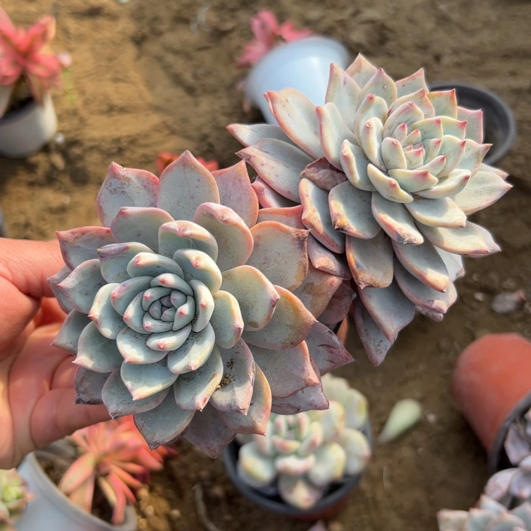 多肉植物多肉植物