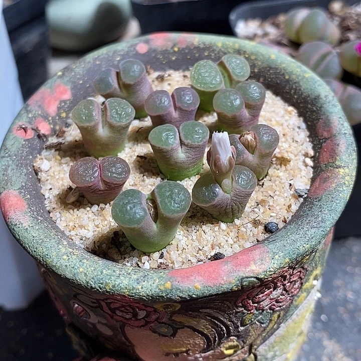 班克磁铁一颗。