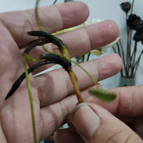 当前无花栽培后可以开花☆落尘牙签藕1支（无售后）