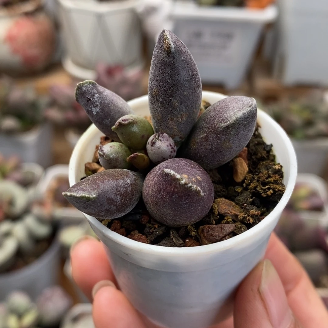 艺妓海豹水泡多肉植物