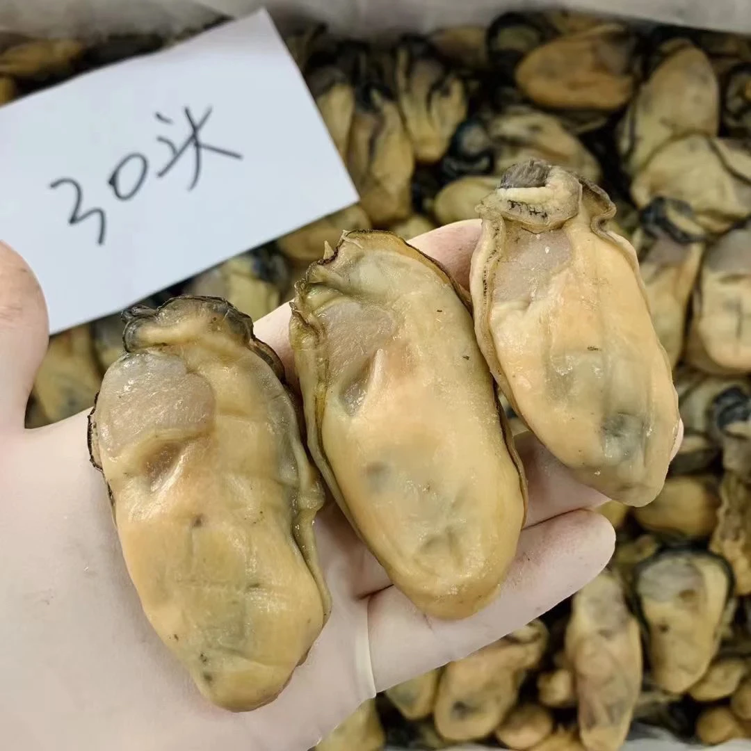 生蚝干金蚝晨洲汕尾金蚝新鲜不抽油牡蛎干特产蚝鼓干（发顺丰快递