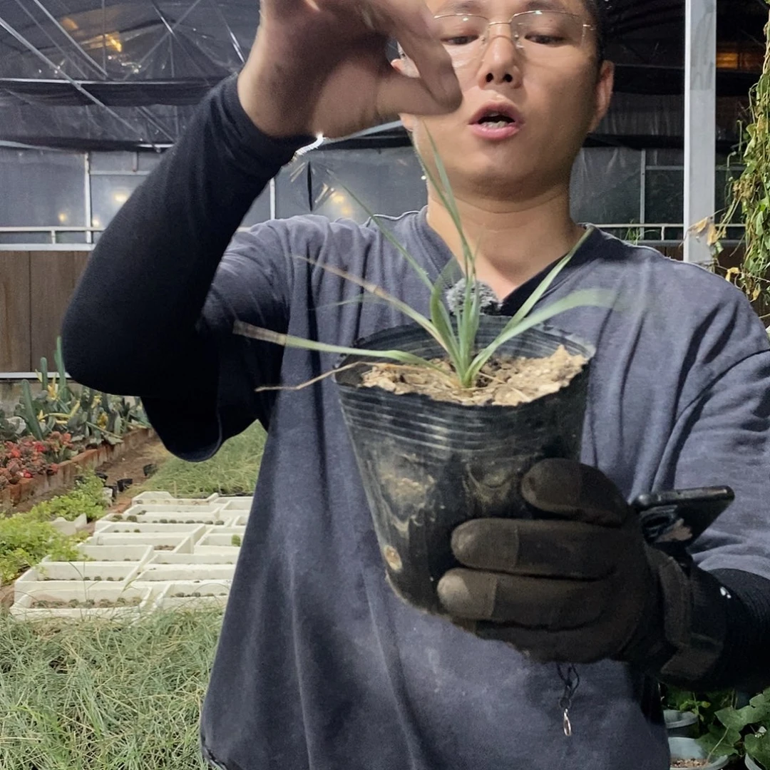 15公分稻草人小苗量拍