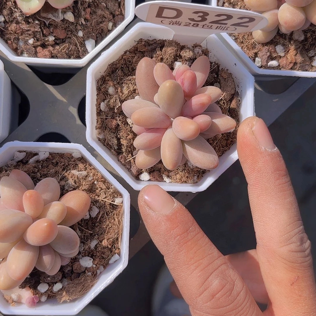 D322糖果美人一物一拍