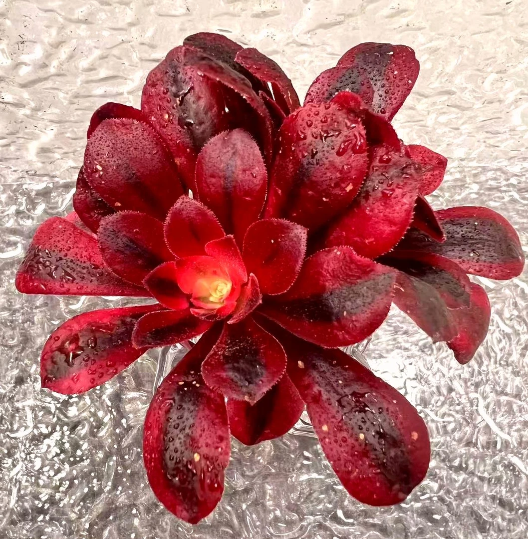 【直播专享】无土多肉--法师美杜莎SP（1颗）