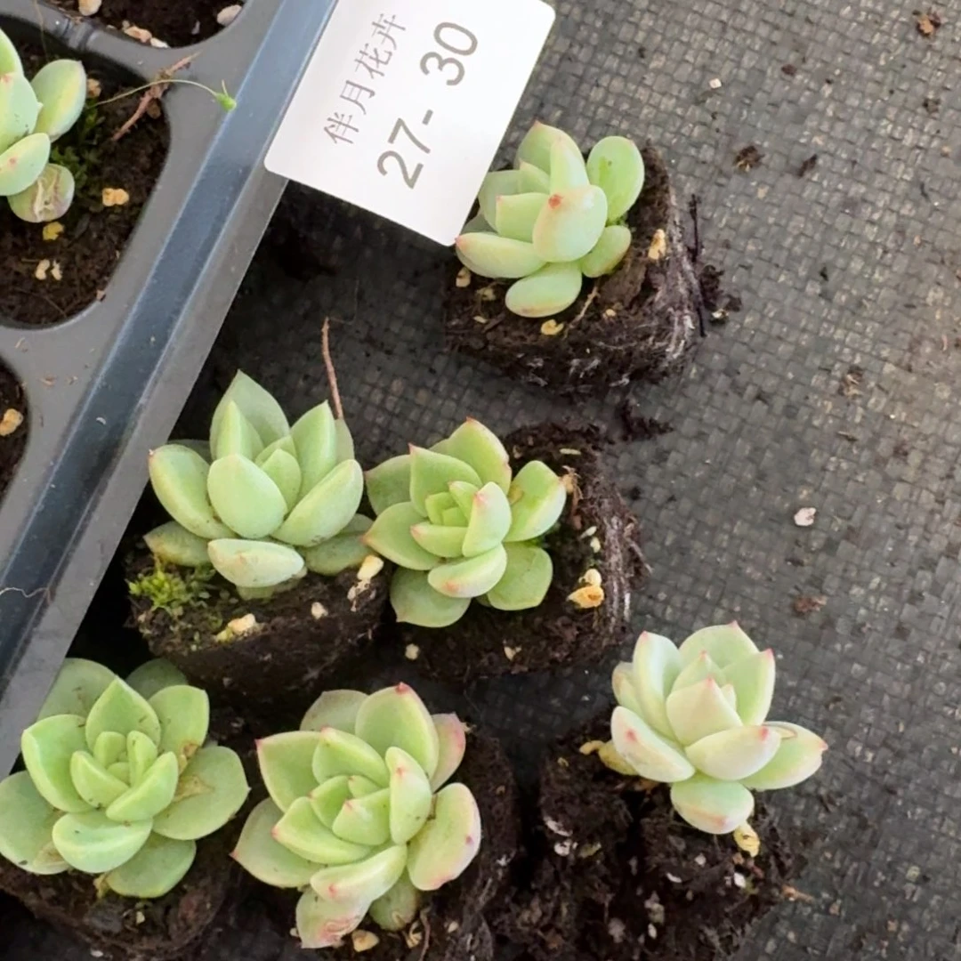 多肉杂交量拍27-30六颗