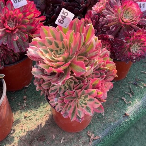 645粉女巫手捧多肉，