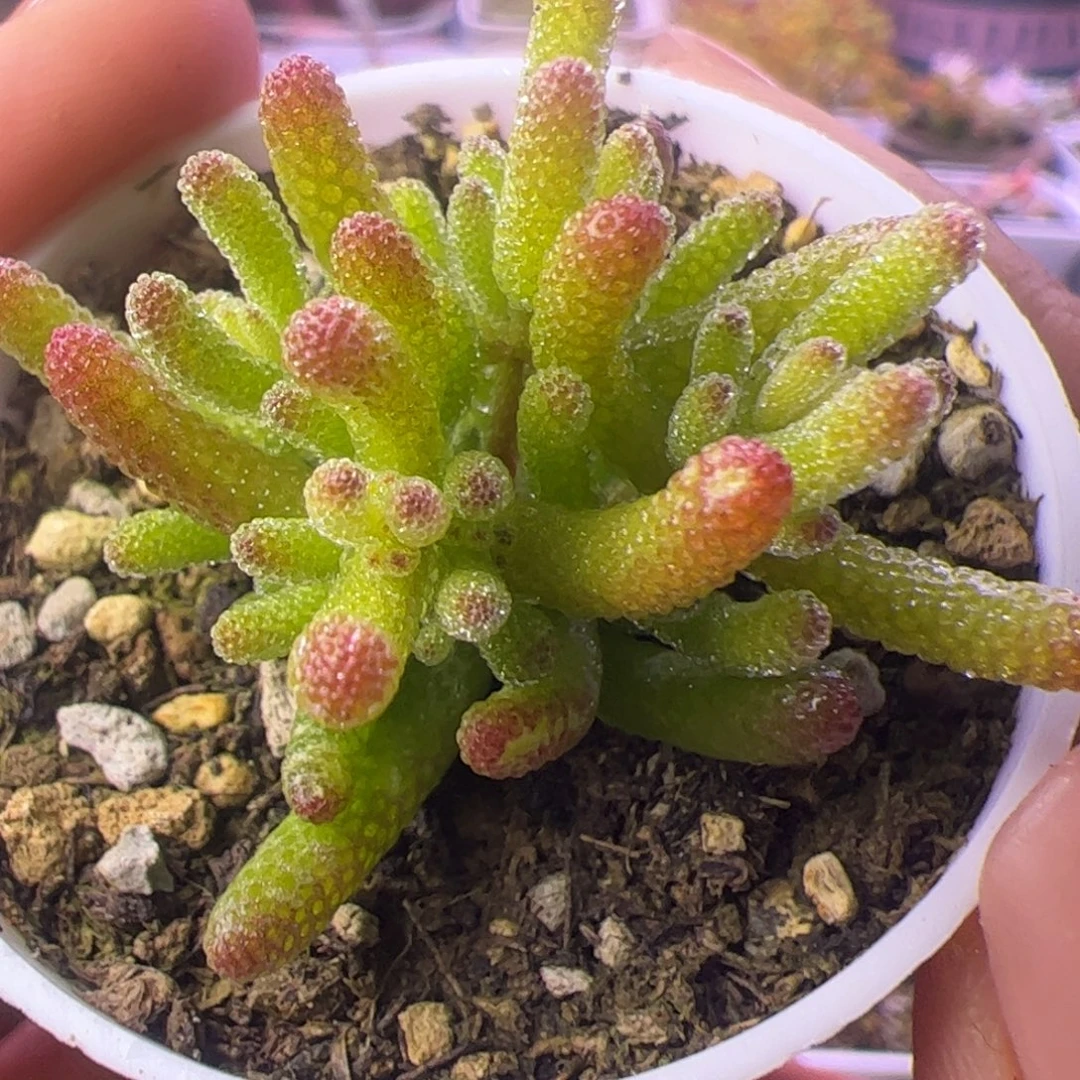 开播福利多肉植物枝干米冰