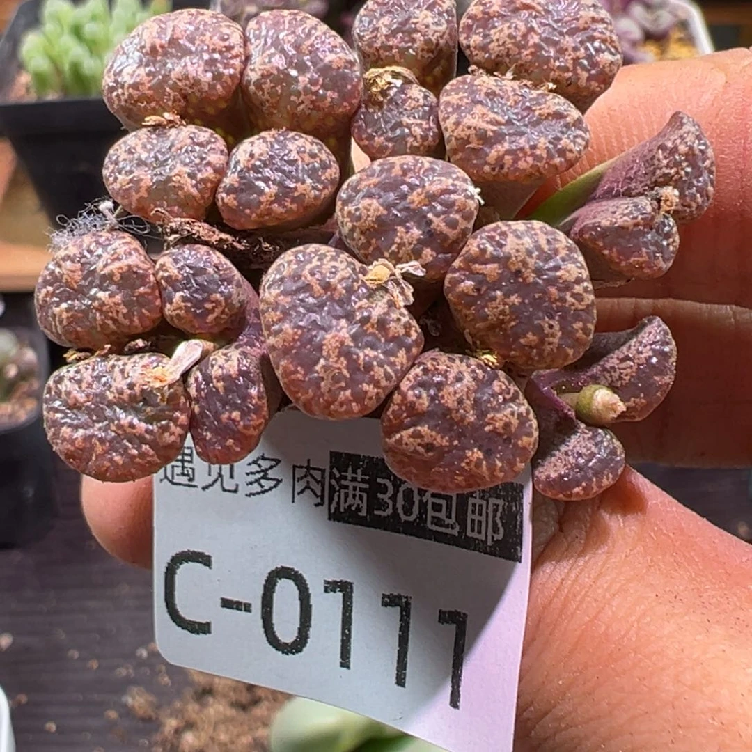 多肉植物11111111111111