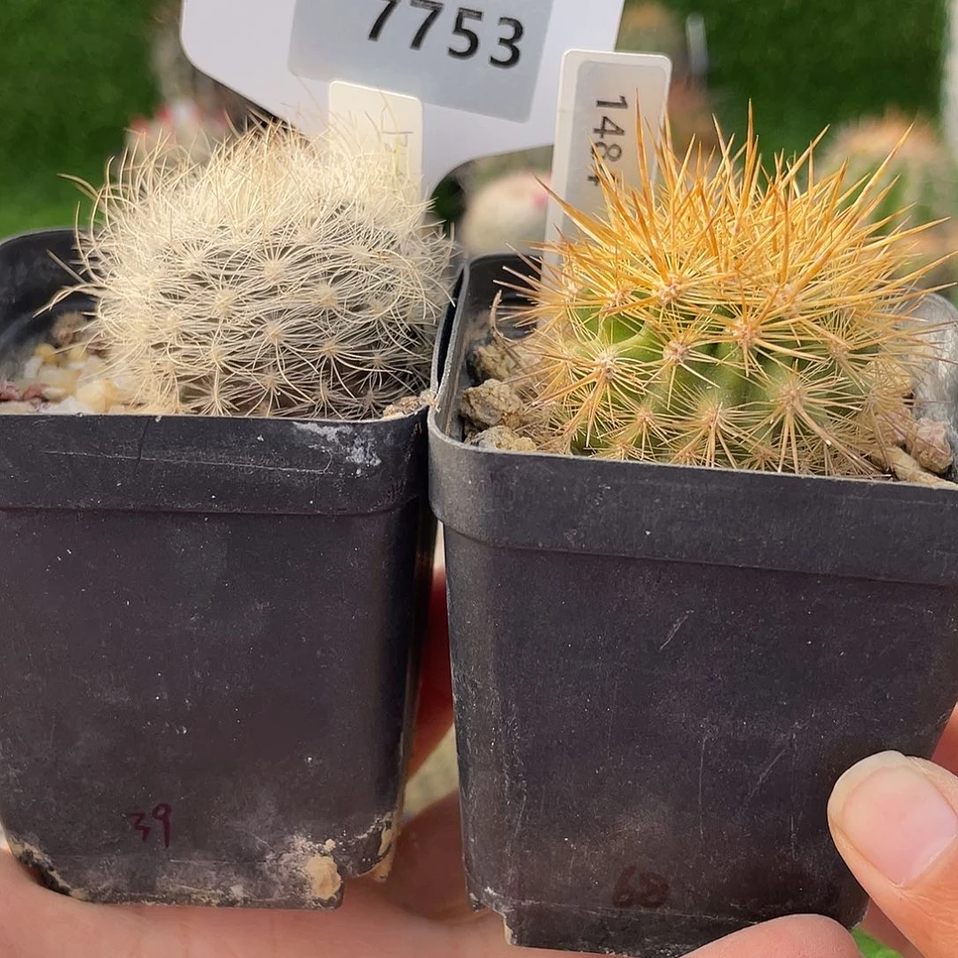 7753 和 1484 一起实生裸根发货