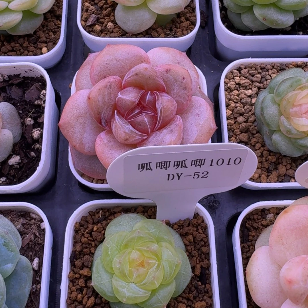 宝***女1010-52-橙c美式单头