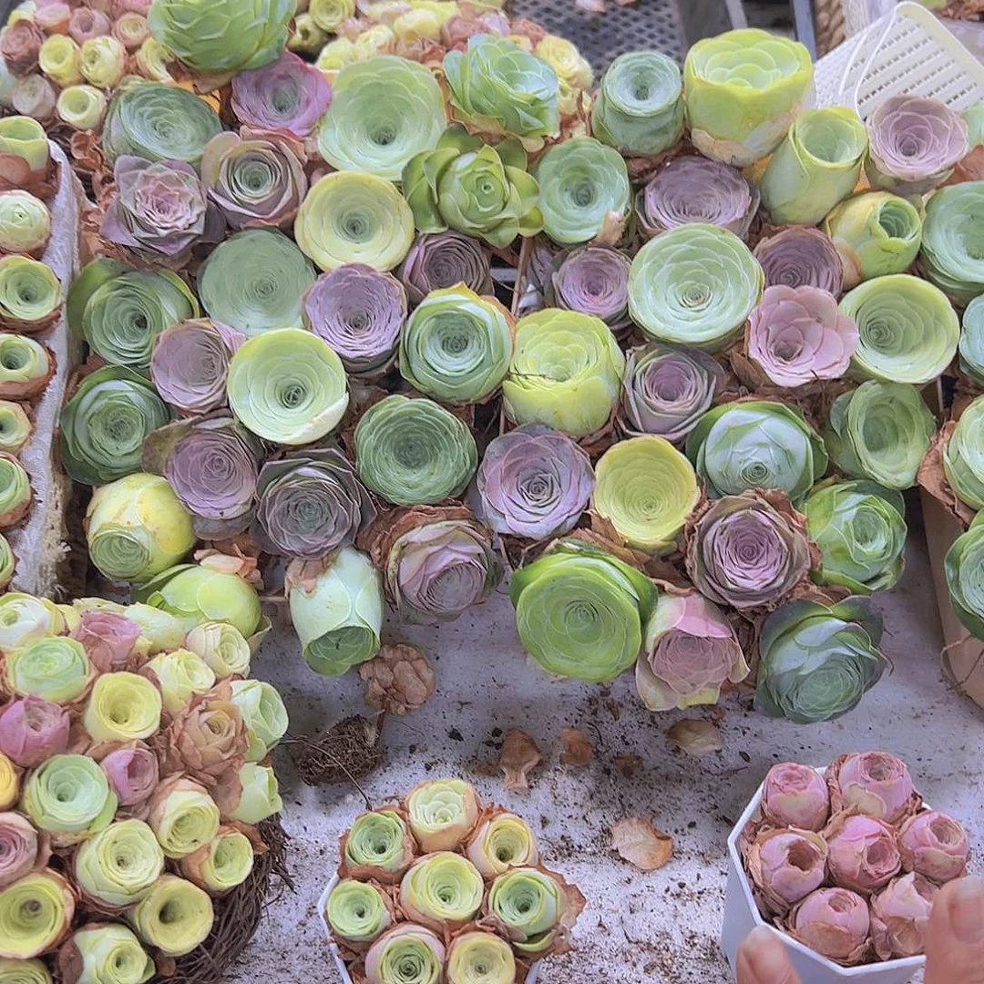 七彩大花福利22颗没有蓝子