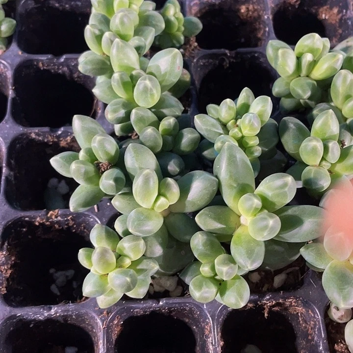 小千代田1元带土