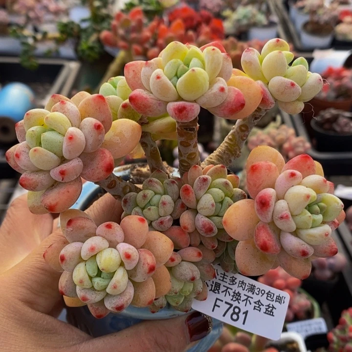 樱花罗琦11cm781多肉植物