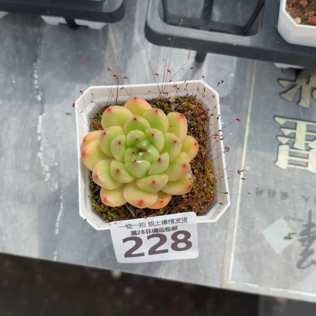 莱拉单头无盆土发货