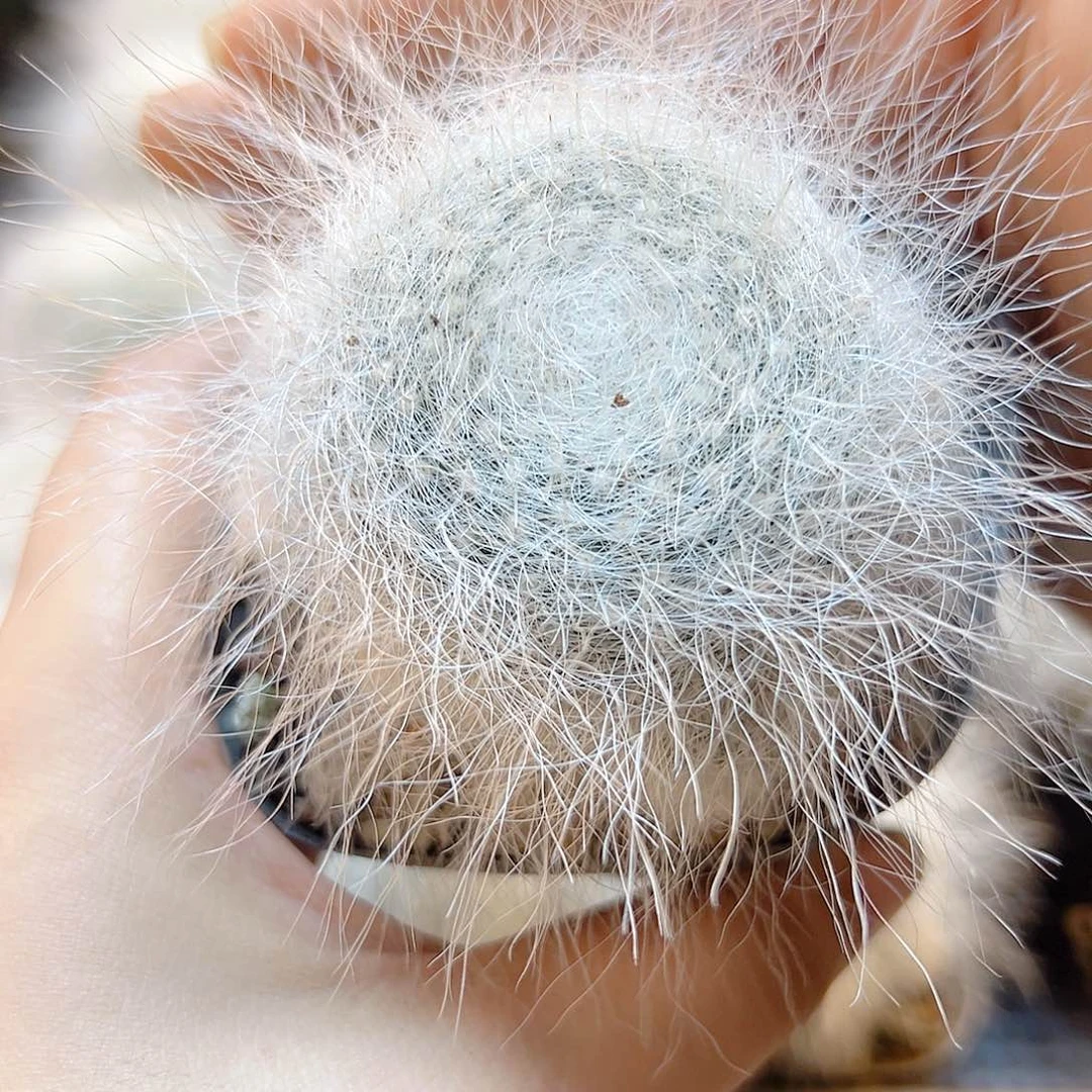 自根雪猿玉瓮5公分无木心