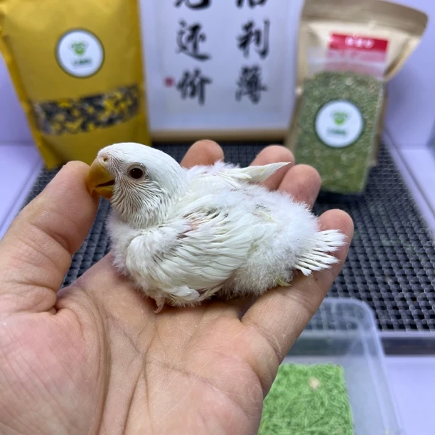 牡丹鹦鹉-精品白闪公X7655