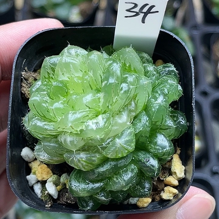34多头翠云锦头家多肉十二卷