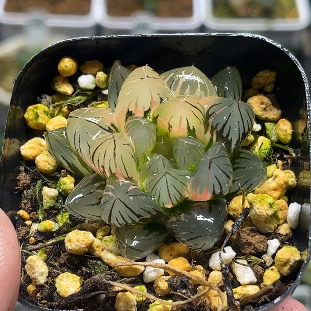 312龙爪玉露锦头家多肉十二卷