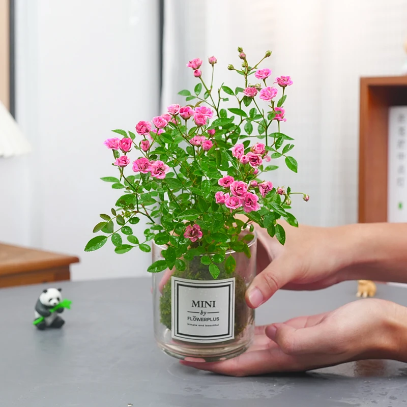 姬月季水培植物网红超微月季盆栽爱开花办公桌工位好养活绿植花卉