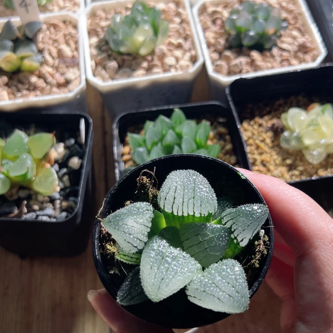 天空之境多肉植物