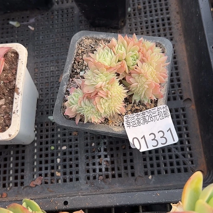 幸运儿是个很有才华又